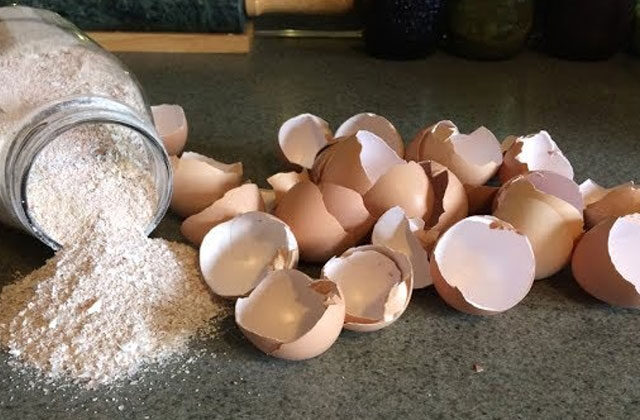 Benefits Of eggshells in hindi