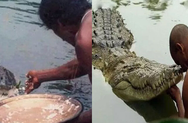 The Vegetarian Crocodile Babiya Who Guards A Temple In Kerala