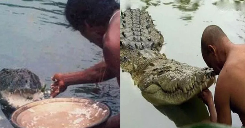 The Vegetarian Crocodile Babiya Who Guards A Temple In Kerala