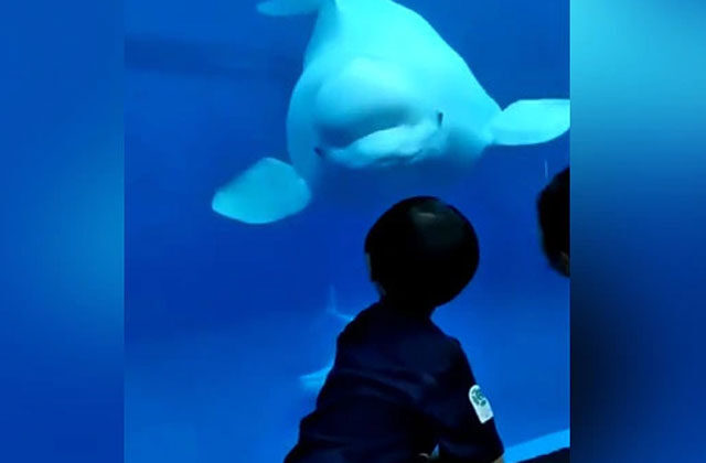 Beluga Whale Welcomes Little Boy At Aquarium
