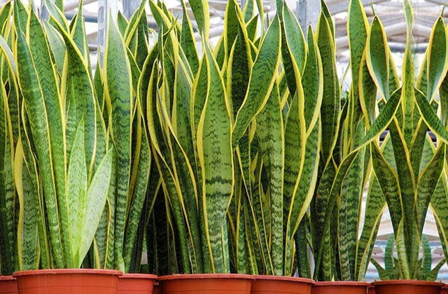 snake plant benefits in hindi
