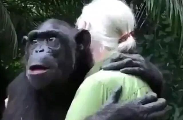Chimpanzee Hugs Woman After Being Rescued Old Video Goes Viral