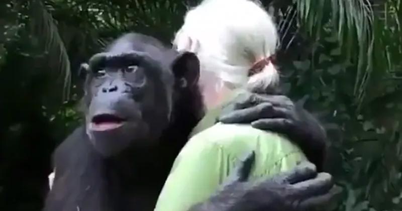 Chimpanzee Hugs Woman After Being Rescued Old Video Goes Viral
