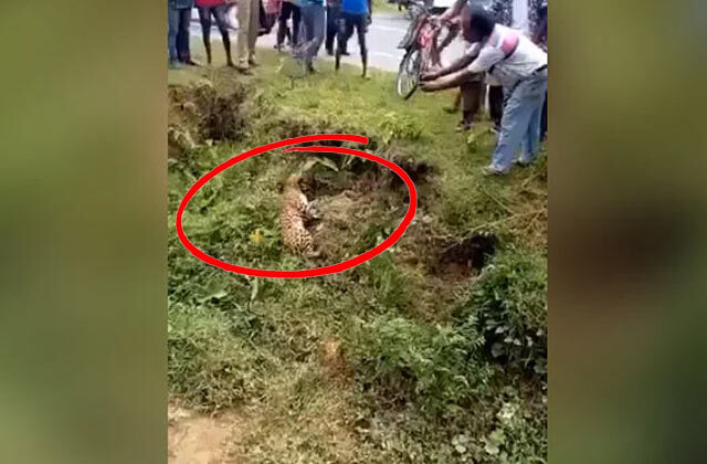 People Taking Photos Leopard Attacked