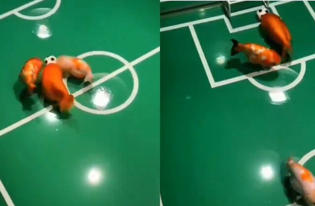 Fishes Playing Football In New Viral Video