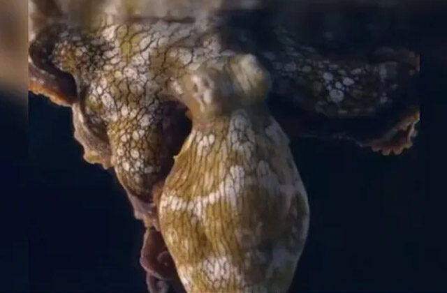 Octopus Changing Colour In Its Sleep