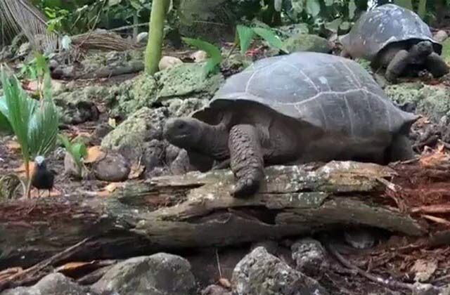 Giant Tortoise Eats Baby Bird Shocking Video