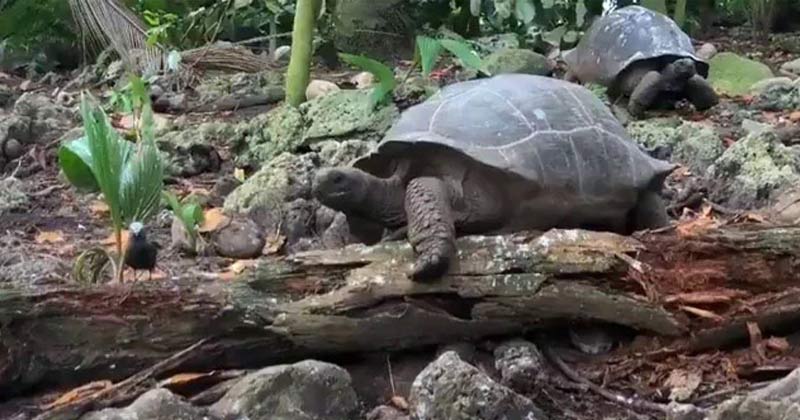 Giant Tortoise Eats Baby Bird Shocking Video
