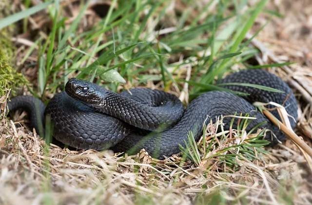 man bites snake to death