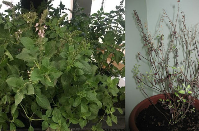 Revive Dying Tulsi Plant Tips In Hindi
