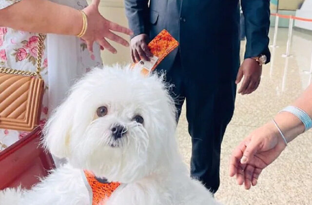 Women Booked Entire Business Class Flight For Pet Dog