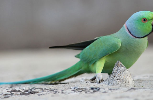 Noida Police Is Looking for a parrot since 6 months