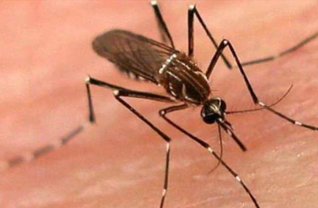 Delhi Reports First Death Dengue In Hindi