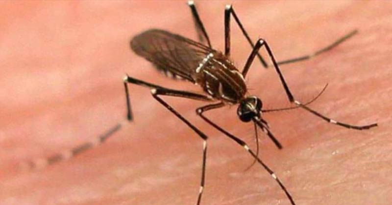 Delhi Reports First Death Dengue In Hindi