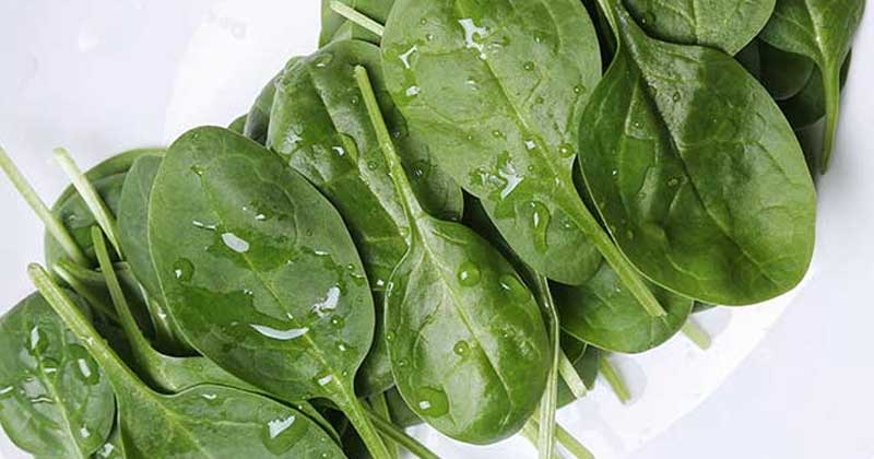 Clean Spinach Leaves