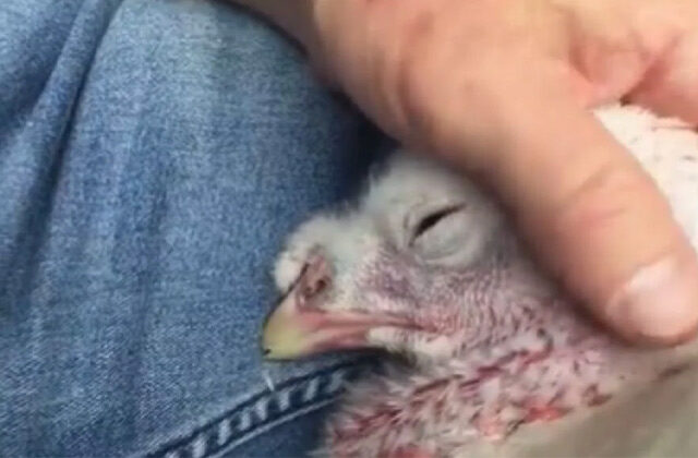 Crying Turkey Chicken video went viral
