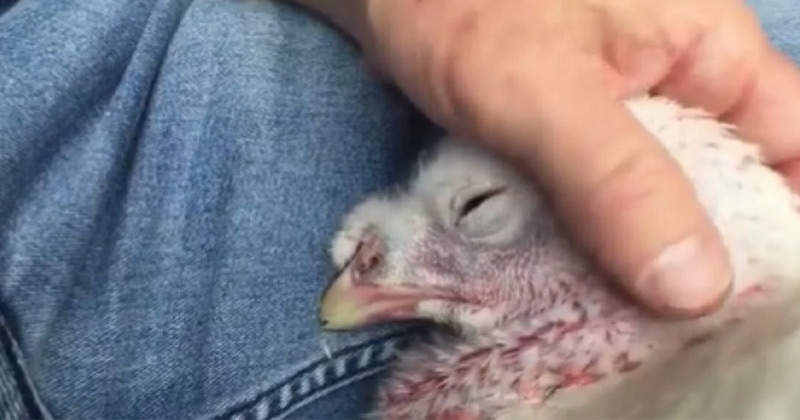 Crying Turkey Chicken video went viral