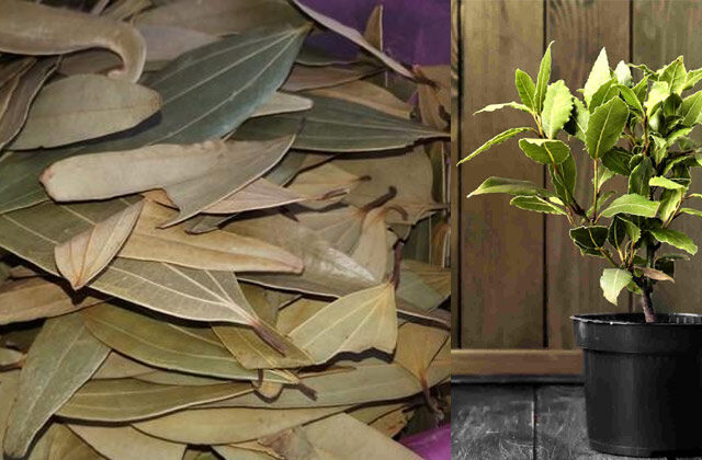 How To Grow Tej Patta Plant At Home in hindi