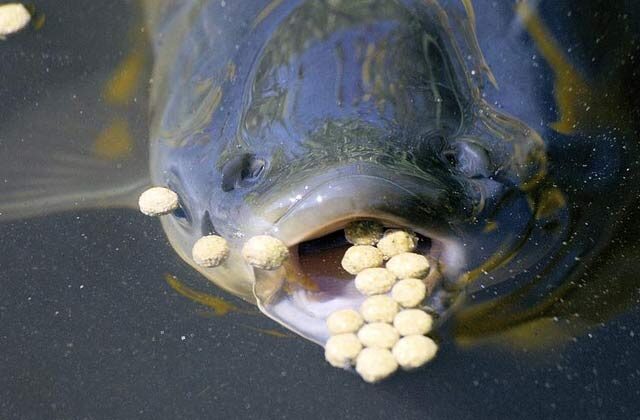 Benefits Of Feeding Fish In Astrology In Hindi