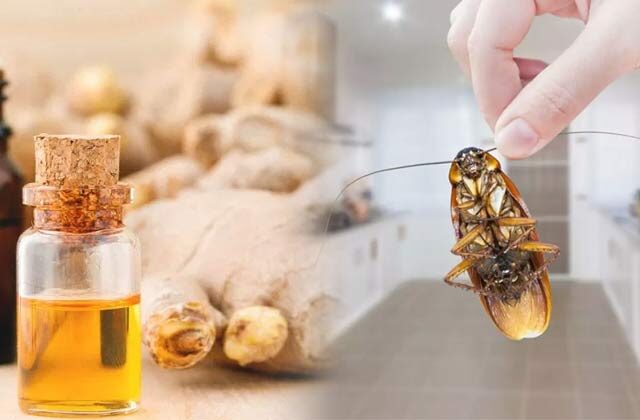 Different Uses Of Ginger