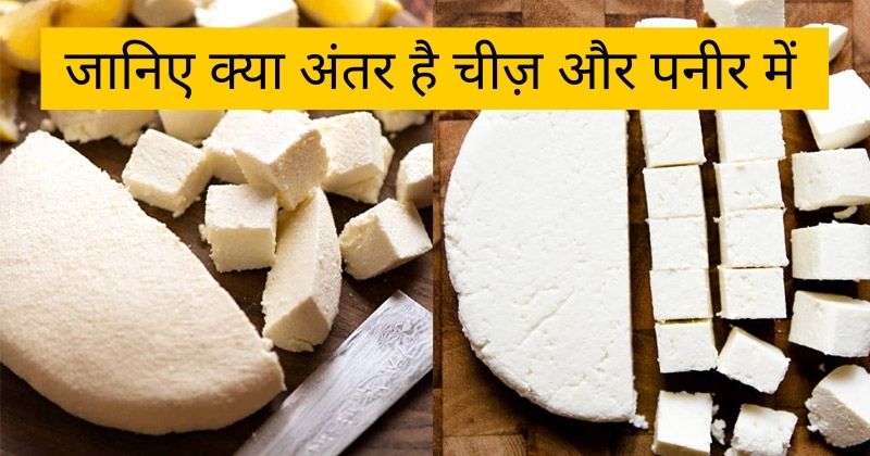 Difference Between Cheese and Paneer In Hindi