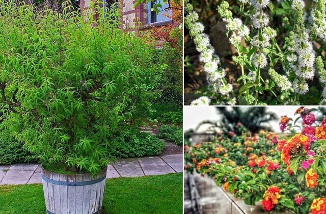 5 Mosquito Repellent Plants In Hindi