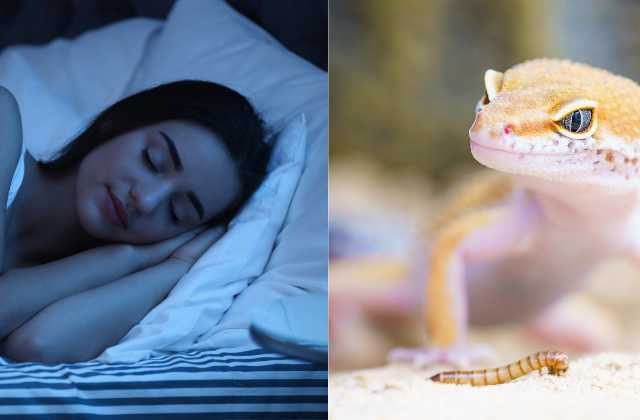 Sapne Me Chipkali Dekhna