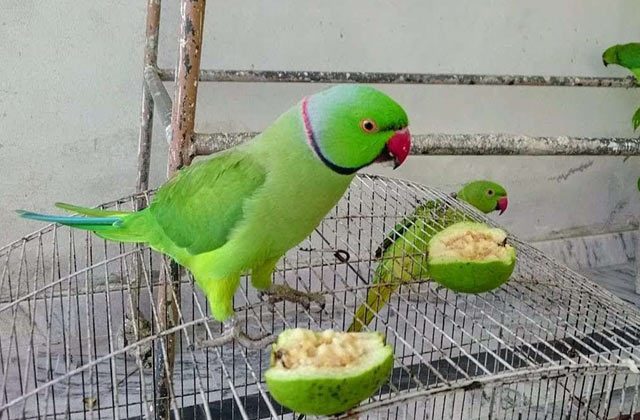 Ghar Mein Tota Palne Ke Fayde