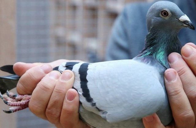 Kabootar Ka Ghar Mein Aana Shubh Ya Ashubh