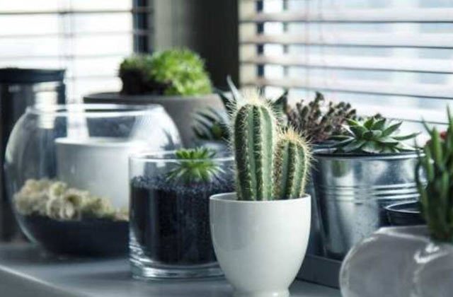 Cactus Plant At Home Vastu In Hindi