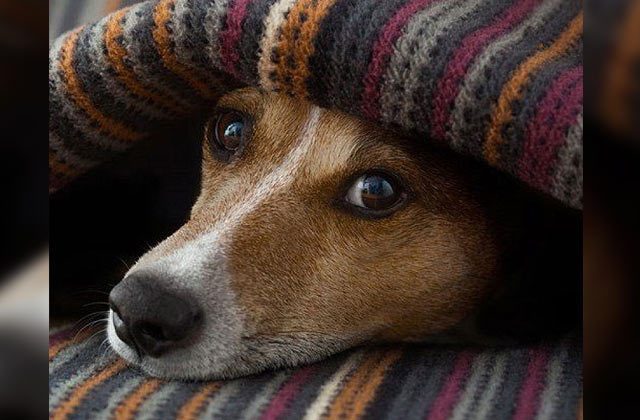 Pet Winter Care Tips In Hindi