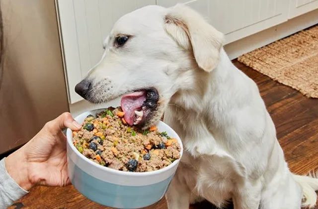 Dog Ko Kya Khilana Chahiye