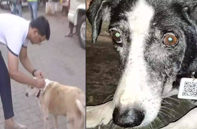 Mumbai engineer develops QR Code for stray animals