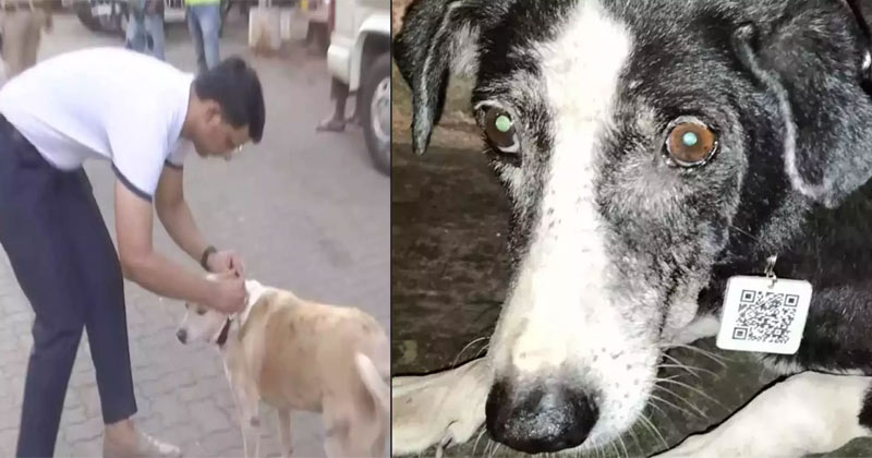 Mumbai engineer develops QR Code for stray animals