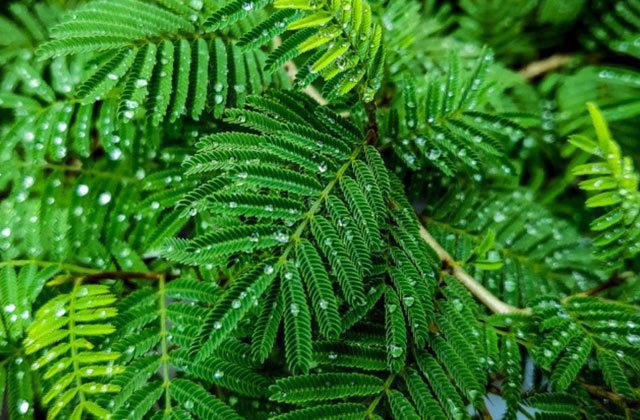 Shami Ke Paudhe Ke Fayde