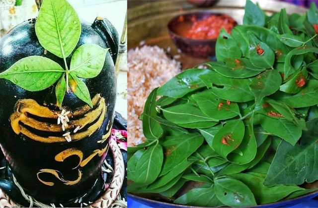 shivling par belpatra chadhane ka mahatva