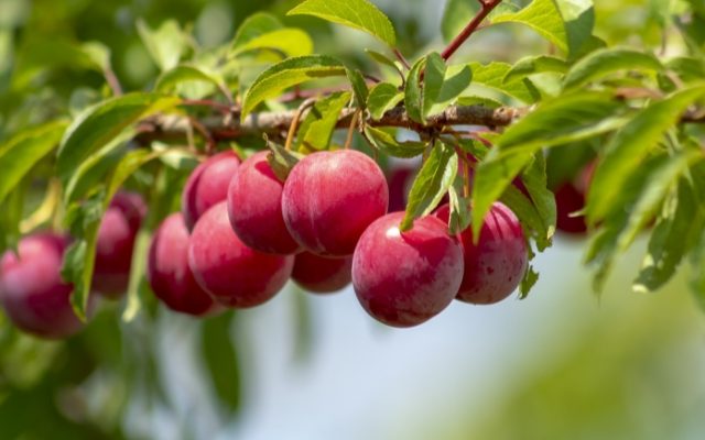 Plum Benefits In Hindi