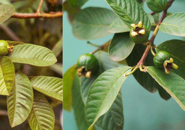 guava leaves benefits for skin