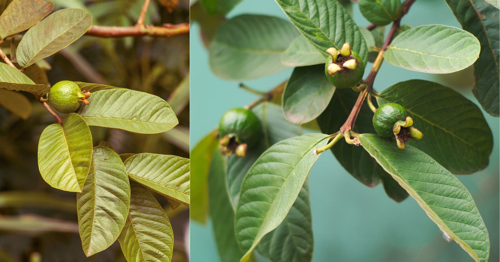 guava leaves benefits for skin