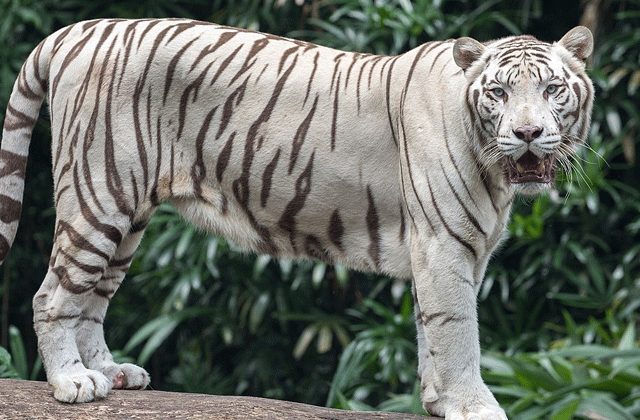 Mohan White Tiger Story In HindiMohan White Tiger Story In Hindi