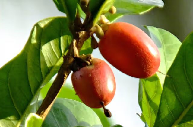miracle fruit benefits in hindi