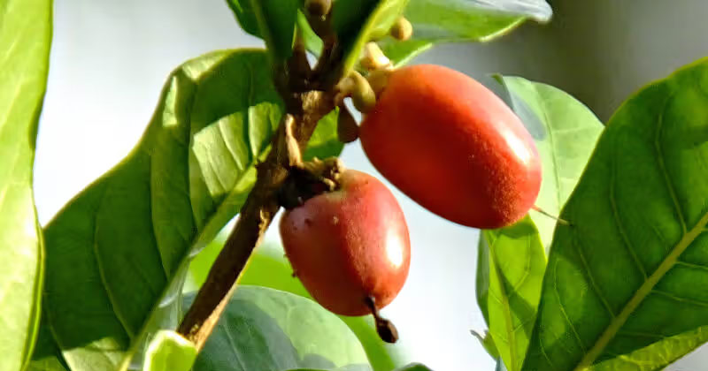miracle fruit benefits in hindi
