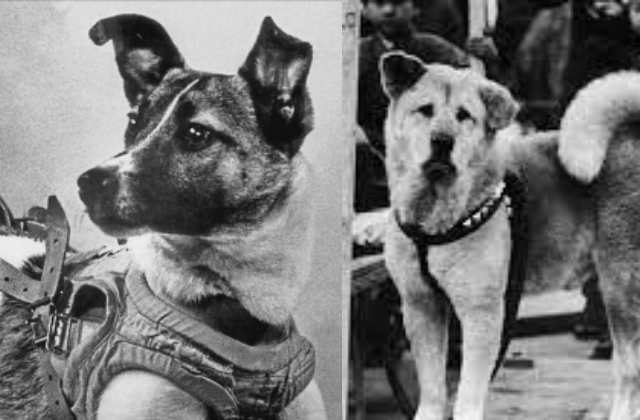 Top 5 most loyal dogs in history