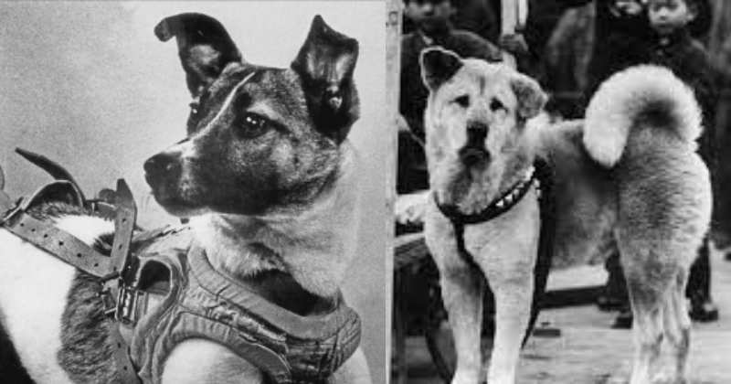 Top 5 most loyal dogs in history