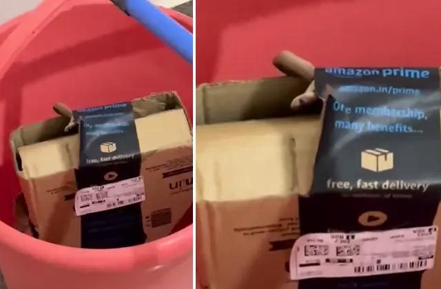 Bengaluru couple finds cobra in Amazon package