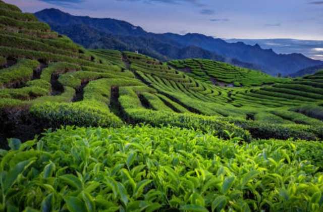 Why Dibrugadh is Called City of Tea in Hindi