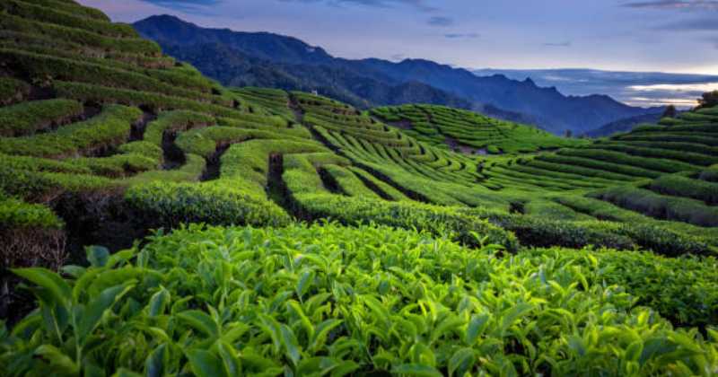 Why Dibrugadh is Called City of Tea in Hindi